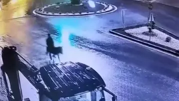 Forkliftle soyup eşekle kaçtı! 