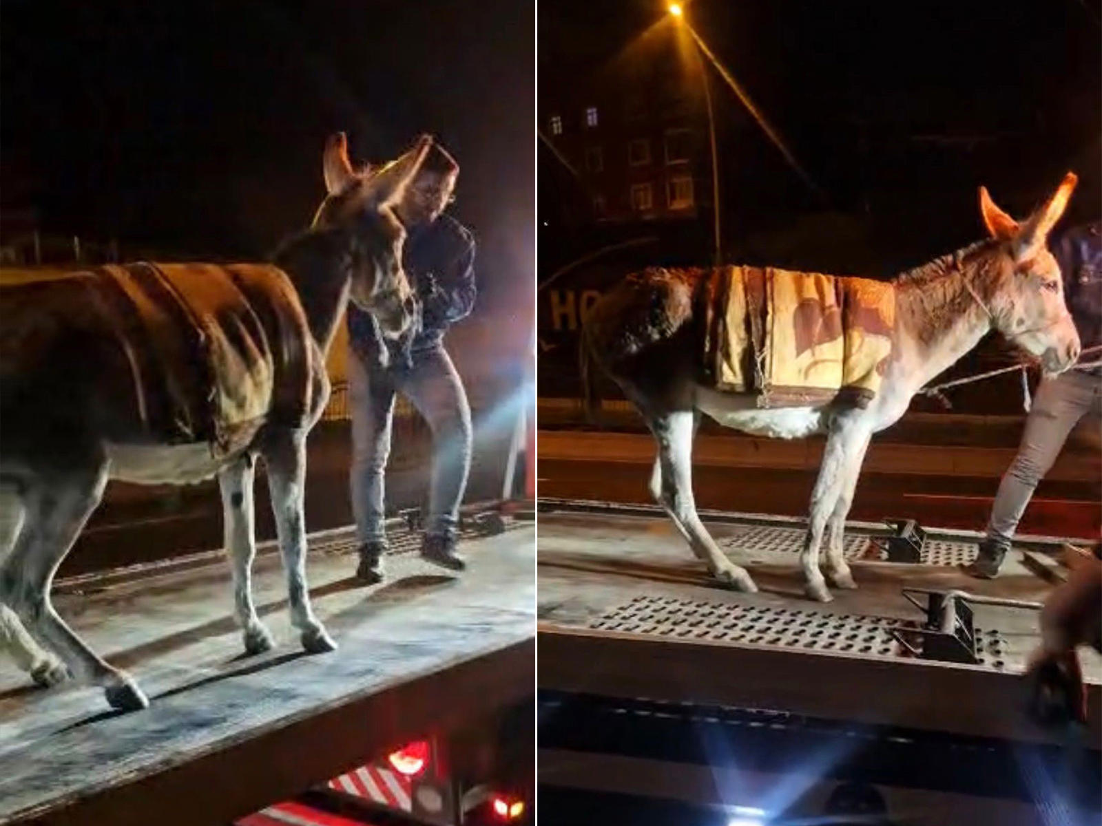 Ankara’da şaşırtan olay. Başıboş eşeği çekiciyle otoparka götürdüler