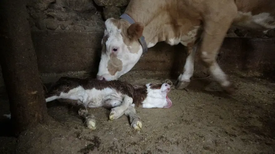 Buzağı çift başlı doğdu: Görenler hayrete düştü 2