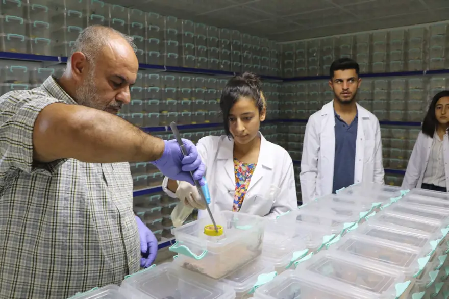 Şanlıurfa'da akrep çiftliği: Zehrinin litresi 10 milyon dolar 13 Şanlıurfa'da akrep çiftliği: Zehrinin litresi 10 milyon dolar 13