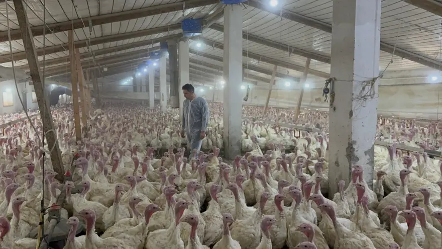 Kilosu 300 liradan alıcı buluyor: Bu ete her geçen gün rağbet artıyor 