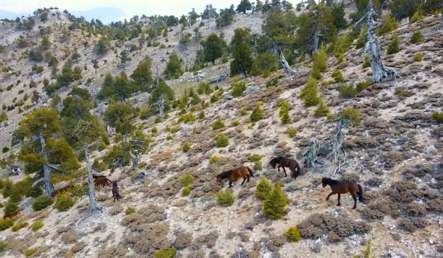 Burdur'da yılkı atları drone ile görüntülendi 2 Burdur'da yılkı atları drone ile görüntülendi 2