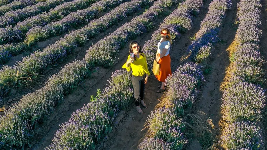 Diyarbakır'ın yeni cazibe merkezi: Lavanta bahçeleri 9