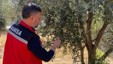 Zeytinde pamuklu bit uyarısı