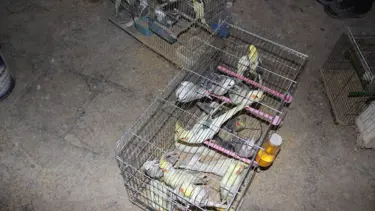 Kırşehir'de koruma altındaki 66 kuş ele geçirildi