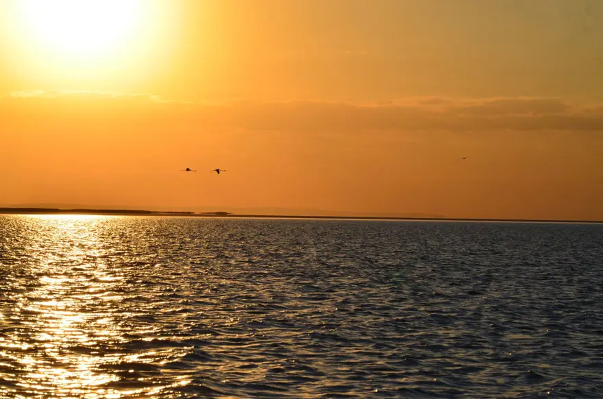 Tuz Gölü’nün yavru flamingoları kuluçkadan çıktı 1 Tuz Gölü’nün yavru flamingoları kuluçkadan çıktı 1