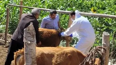 Adana'da şarbona karşı aşılama çalışması başlatıldı