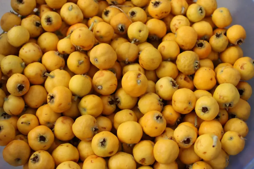 Dikenli ağaçtan tek tek zahmetle toplanıyor: Pazara indi, kilosu 100 TL'den ilgi görüyor 1 Dikenli ağaçtan tek tek zahmetle toplanıyor: Pazara indi, kilosu 100 TL'den ilgi görüyor 1