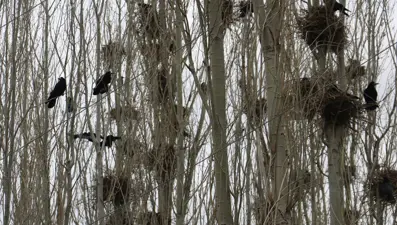 Kargalar mahallenin kabusu oldu