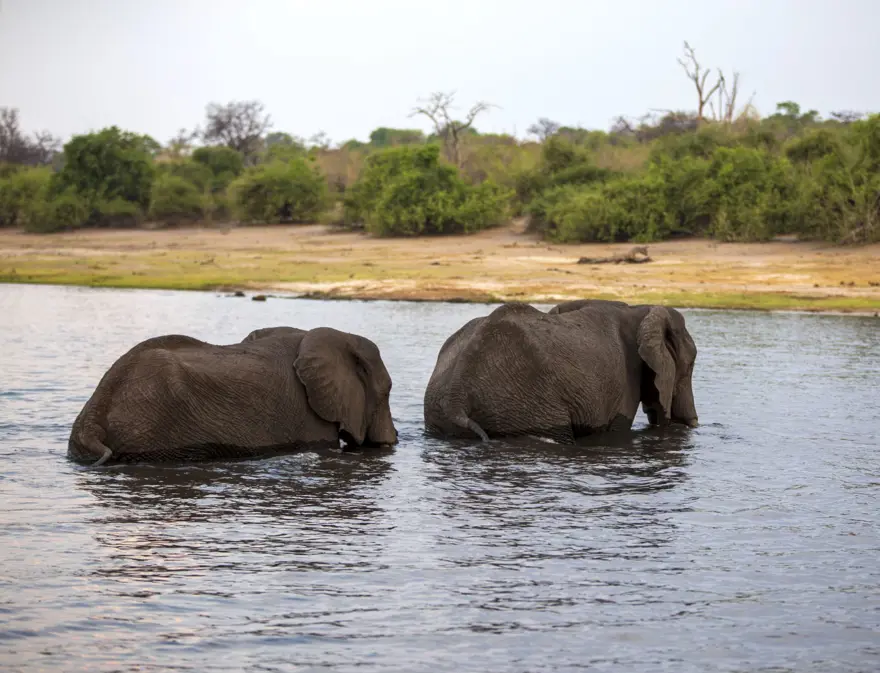 Afrika'nın fil cenneti: Chobe Ulusal Parkı 7