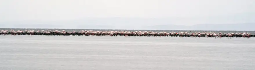 Tuz Gölü’nün yavru flamingoları kuluçkadan çıktı 10 Tuz Gölü’nün yavru flamingoları kuluçkadan çıktı 10