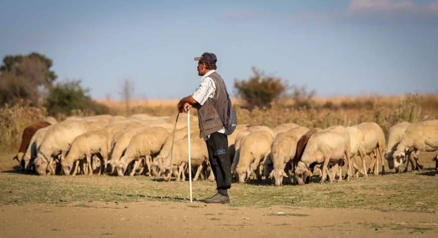 Keşan'da çiçek ve şarbon hastalığı alarmı: Hayvanların meraya çıkarılması yasaklandı 6