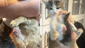 "Bağlama büyüsü" için sokak hayvanlarının uzuvlarını kesmişler