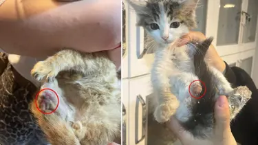 "Bağlama büyüsü" için sokak hayvanlarının uzuvlarını kesmişler