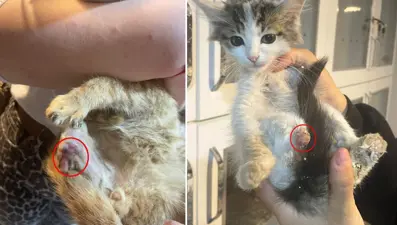 "Bağlama büyüsü" için sokak hayvanlarının uzuvlarını kesmişler