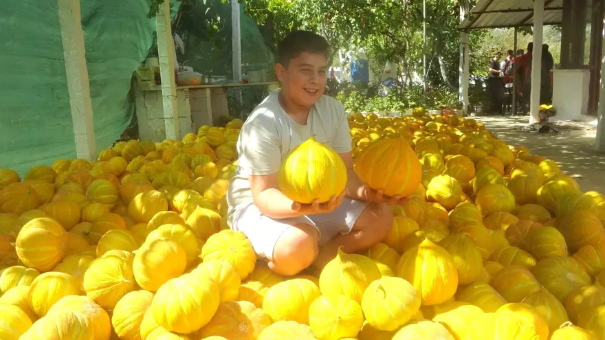 Ata tohumundan gelen miras: "Yayla Kavunu" için hasat 2