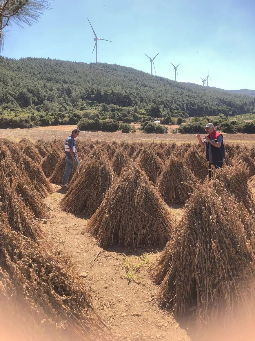80 dekarlık alana ekildi, 3 bin 200 kilo verim bekleniyor: Hasat zamanı geldi 1 80 dekarlık alana ekildi, 3 bin 200 kilo verim bekleniyor: Hasat zamanı geldi 1