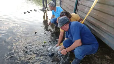 Bursa'da göl ve göletlere 3 milyon 350 bin yavru sazan bırakıldı