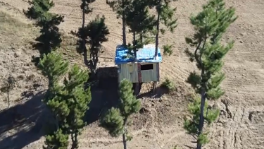 Bu evin içinden ağaç geçiyor: "Keşke herkes doğaya böyle sahip çıksa"