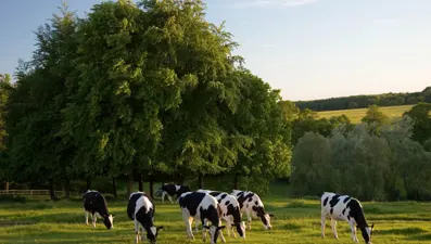 İstanbul'da günde 250 ton açık süt satılıyor