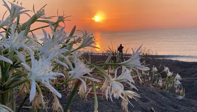 Cezası 2 milyon 800 bin TL'ye kadar çıkıyor: Koruma altına alındı