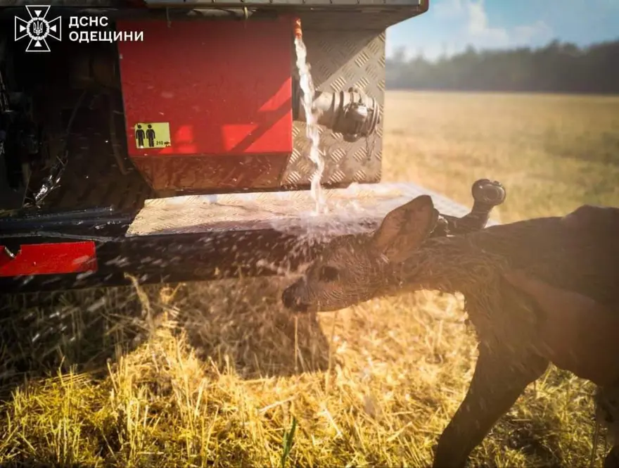 Ukrayna’da 24 saatte 343 yangın çıktı 3 Ukrayna’da 24 saatte 343 yangın çıktı 3