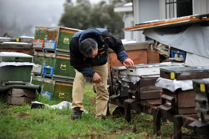 Gelmeyen bahar arı ölümlerini yüzde 70'e yükseltti 11