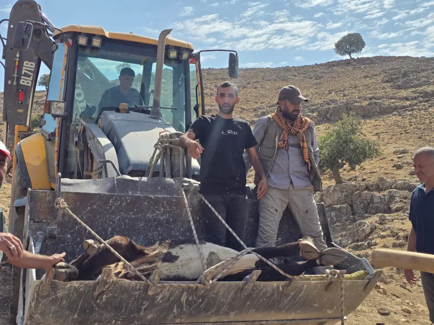 500 kiloluk ineğin ayağı kırıldı: 2 kilometre taşıdılar 2 500 kiloluk ineğin ayağı kırıldı: 2 kilometre taşıdılar 2