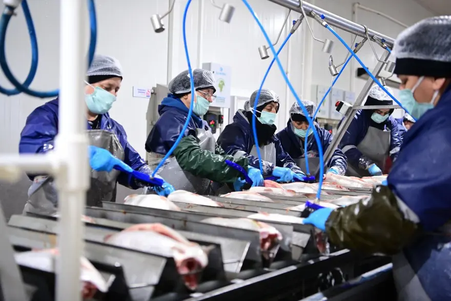 Sinop ülke liderliğini sürdürüyor: En önemli üretim merkezi 1