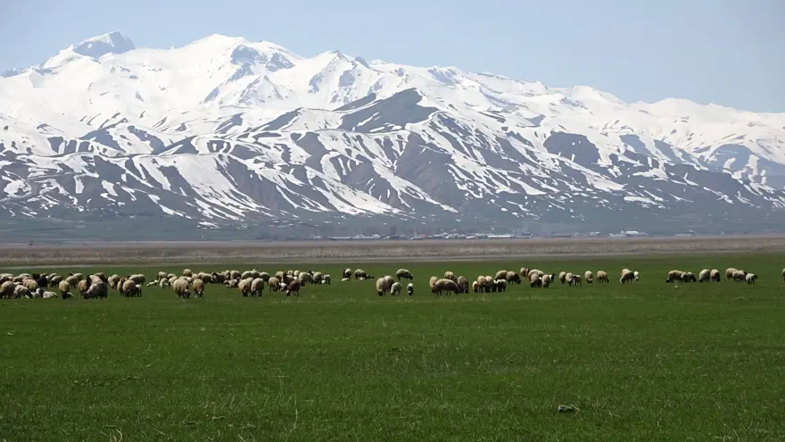 Hakkari'ye İran'dan ithal çoban 6 Hakkari'ye İran'dan ithal çoban 6
