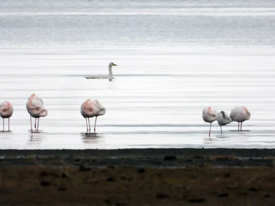 Van Gölü'nde flamingolar göç etmedi 