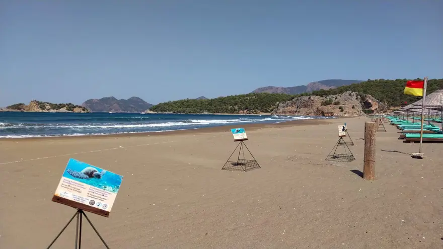 İztuzu'nda caretta caretta yuvası sayısı 700'e ulaştı 2