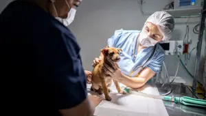 Belçika'da bir köpeğe yapay kafatası yapıldı Belçika'da bir köpeğe yapay kafatası yapıldı