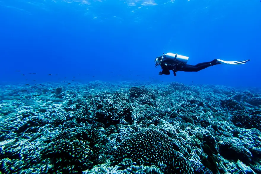 Okyanusun dibinde yeni keşif: 20 yeni tür adayı! 1 Okyanusun dibinde yeni keşif: 20 yeni tür adayı! 1