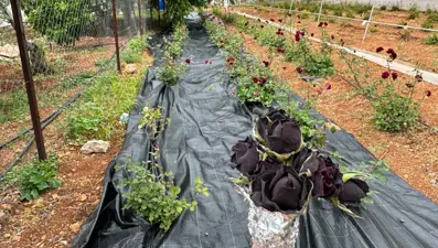 Sadece Şanlıurfa'da yetişiyor: Dünyada nadir görülen bitkinin hasadı başladı