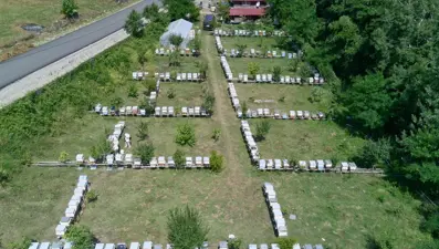 Tescilli Sinop kestane balının hasadı tamamlandı