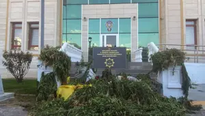 Şanlıurfa'da 2 bin 375 kök Hint keneviri ele geçirildi