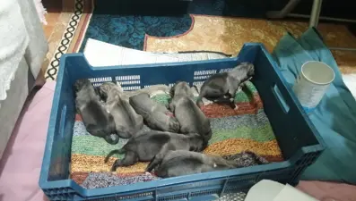 Sancaktepe'de poşetle çöpe atılmış 11 yavru köpek bulundu: Dördü telef oldu, yedisi baygın halde kurtarıldı