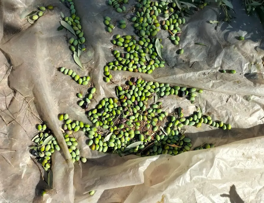 Köylüler merdiven tepelerinde sabahtan akşama kadar topluyor! Kalp hastalığı riskini azaltıp vücudu E vitaminine boğan besin Köylüler merdiven tepelerinde sabahtan akşama kadar topluyor! Kalp hastalığı riskini azaltıp vücudu E vitaminine boğan besin