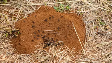 Rüyada karınca görmek ne anlama gelir? Rüyada karınca yuvası görmek ne anlama gelir?