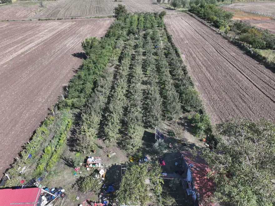 Çinlilerin "ölümsüzlük meyvesi" Edirne'de yetişiyor: C, B1, B2 ve B6 ne varsa onda! 1