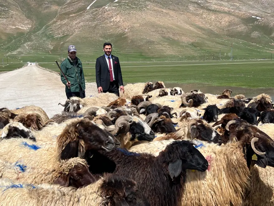 Hakkari'ye İran'dan ithal çoban 4 Hakkari'ye İran'dan ithal çoban 4