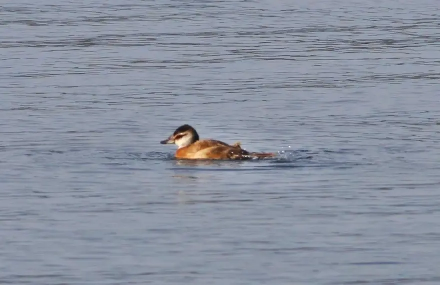 Hersek Lagünü'nde kuş türü sayısı 238'e yükseldi 9 Hersek Lagünü'nde kuş türü sayısı 238'e yükseldi 9