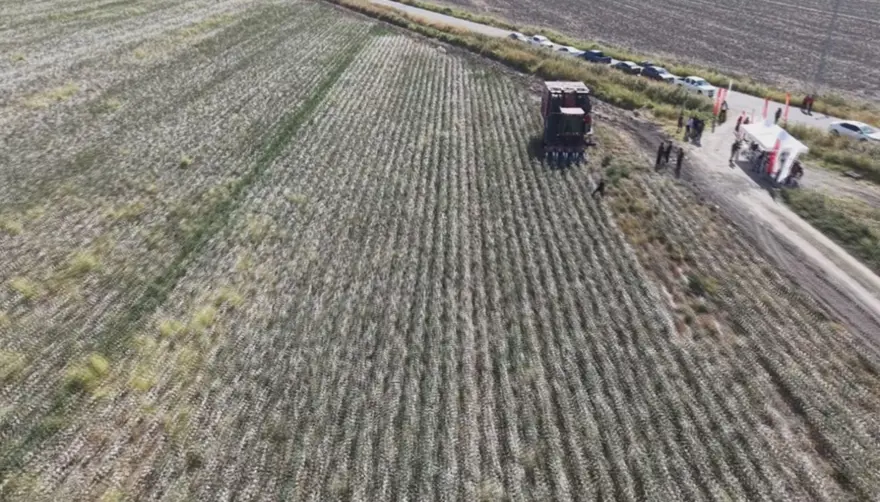 "Beyaz altın" da deniliyor: Bu yıl 140 bin ton rekolte bekleniyor 2 "Beyaz altın" da deniliyor: Bu yıl 140 bin ton rekolte bekleniyor 2