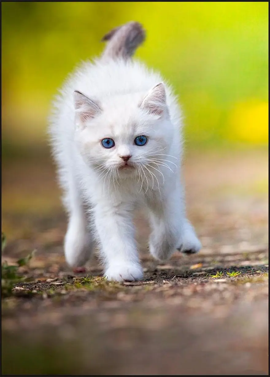 İnternetin yeni fenomenleri 86