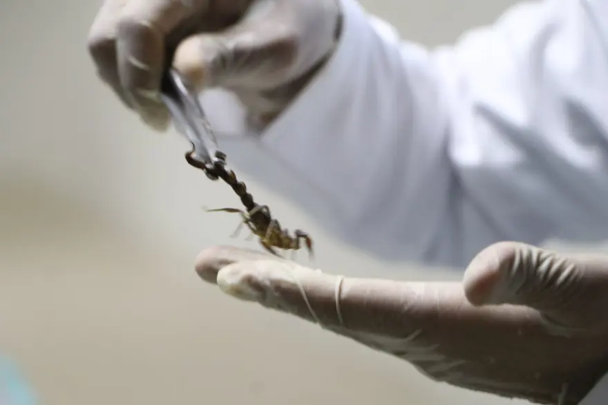 Şanlıurfa'da akrep çiftliği: Zehrinin litresi 10 milyon dolar 10 Şanlıurfa'da akrep çiftliği: Zehrinin litresi 10 milyon dolar 10