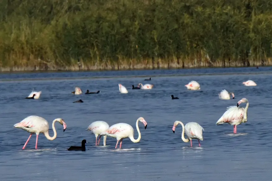 Van Gölü binlerce flamingoya ev sahipliği yapıyor 5