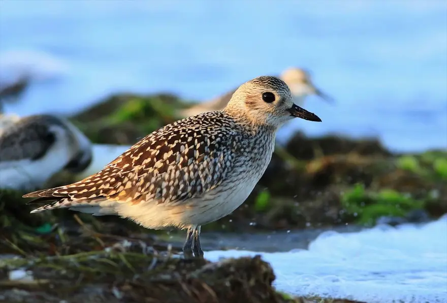 "Kuş Oteli" Hersek Lagünü, göçmen kuşlarla şenlendi: 350'den fazla flamingo geldi 4