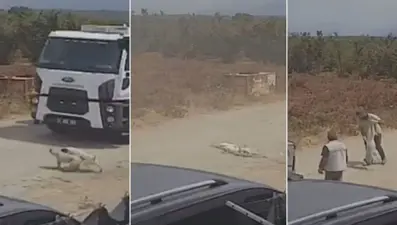 Ezdikleri köpekleri çöp kamyonuna atıp götürdüler
