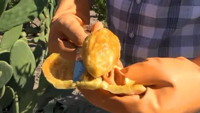 Kurak tarlalardan gelen lezzet dondurmaya dönüştü: Hasat dönemi devam ediyor